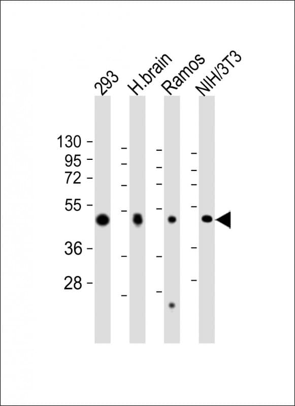 FLOT2 / Flotillin 2 Antibody (C-Terminus)
