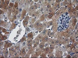 NHEJ1 / XLF Antibody (clone OTI3D6)