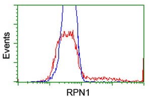 RPN1 / Ribophorin I Antibody (clone OTI6F2)