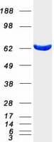 Human ME1 / Malate Dehydrogenase Protein (Recombinant Myc-DDK (Flag))