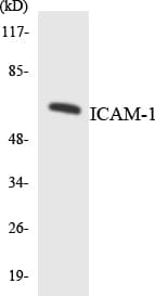 Polyclonal Rabbit anti-Human ICAM-1 / CD54 Antibody (aa457-506, WB)