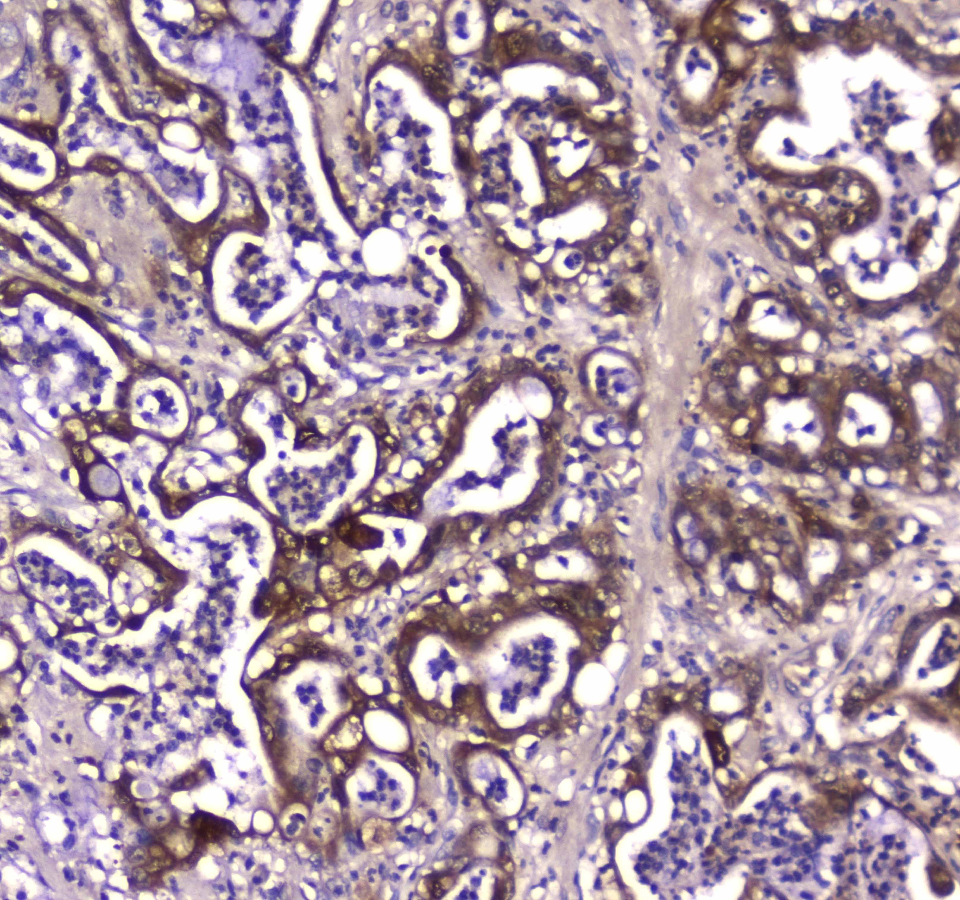 GDA / Nedasin Antibody