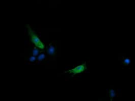 SLA2 / SLAP2 Antibody (clone OTI2F11)