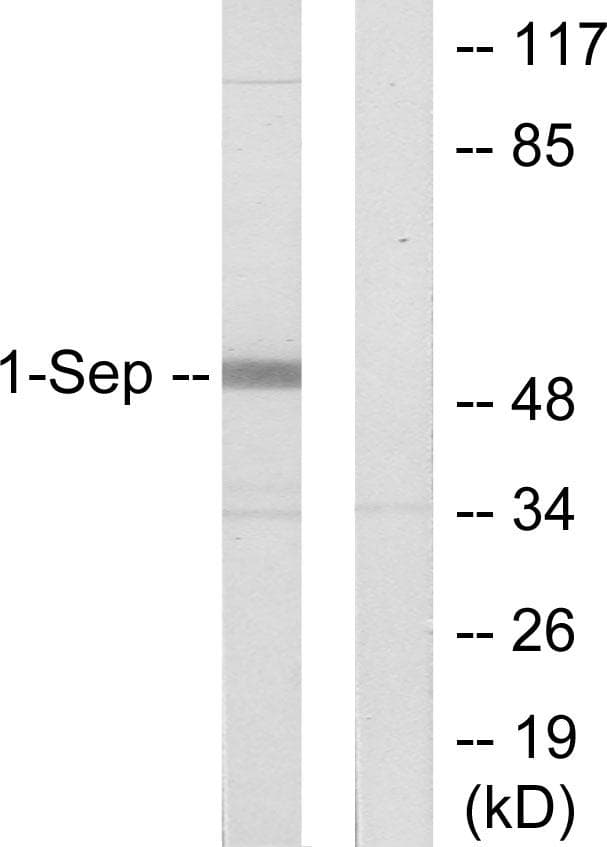 Polyclonal Rabbit anti-Human SEPT1 / Septin 1 Antibody (WB)