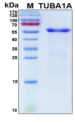 Human TUBA1A / Tubulin Alpha 1a Protein (Recombinant 6His, N-terminus)