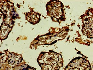 CST9L / Cystatin 9-Like Antibody