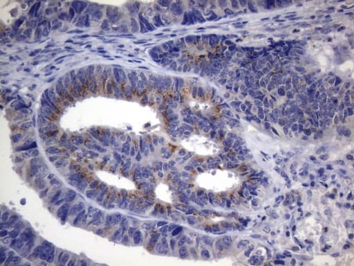 SCMH1 Antibody (aa1-309, clone OTI7B6)