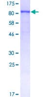 Human FGFR2 / FGF Receptor 2 Protein (Recombinant GST)