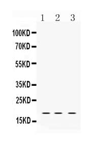LMO1 Antibody