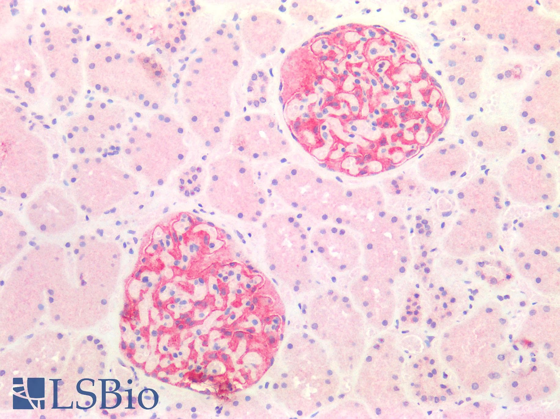 SLIT3 Antibody (aa1405-1512)