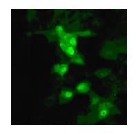 Influenza A H9N2 M1 Antibody (aa9-28)