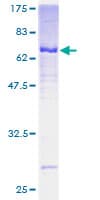 Human ADAP2 / CENTA2 Protein (Recombinant GST)