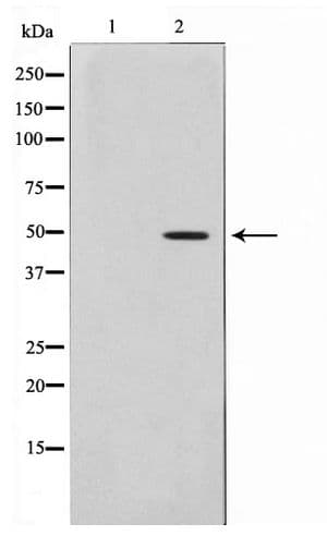 AZI2 / NAP1 Antibody