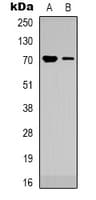 TRIM25 Antibody (Internal)