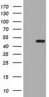 PSMC3 Antibody (clone OTI1G4)