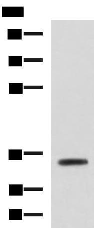 ANXA13 / Annexin XIII Antibody