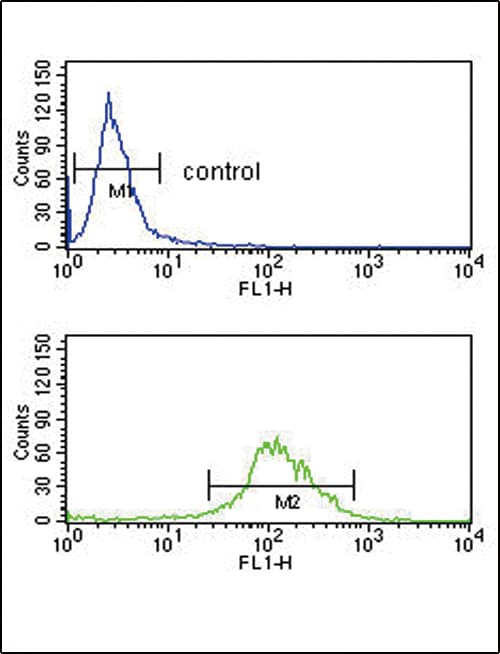 Polyclonal Rabbit anti-Human Tyrosine Aminotransferase Antibody (aa279-306, IHC, WB)