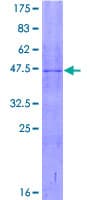 Human FBXO32 / Fbx32 Protein (Recombinant GST)