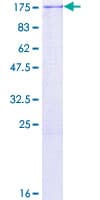 Human SNAP91 / AP180 Protein (Recombinant GST)