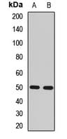 RGS14 Antibody