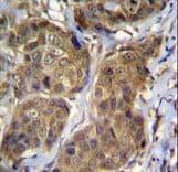 RNF11 Antibody (aa64-90)