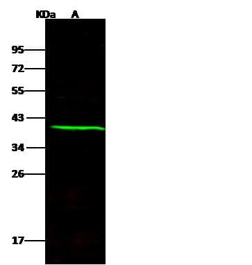 SELL / L-Selectin / CD62L Antibody (Preservative Free)
