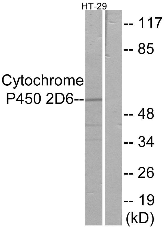 CYP2D6 Antibody