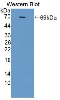 MFGE8 /Lactadherin Antibody (aa73-421)
