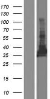 SEC13 Protein (Over-Expression Lysate Myc-DDK (Flag))