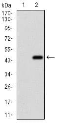 EIF2A / EIF2 Alpha Antibody (aa448-576, clone 3A7B11)