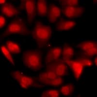 PA2G4 / EBP1 Antibody