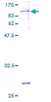 Human ZNF350 Protein (Recombinant GST)