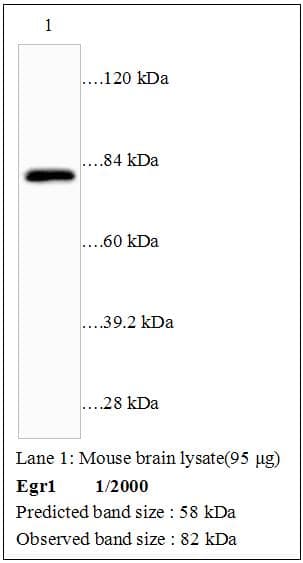 ZIF268 / EGR1 Antibody
