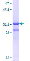 Human SLC1A4 / ASCT1 Protein (Recombinant GST, N-terminus)