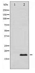 Calmodulin Antibody