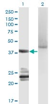 GNA14 Antibody (clone 2H8)