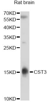 CST3 / Cystatin C Antibody