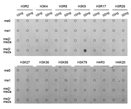 Histone H3 Antibody (Tri-Methyl-Lys9)
