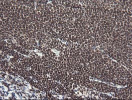NUMB Antibody (clone OTI4F3, Carrier-free)