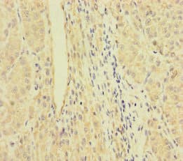 RFTN2 Antibody
