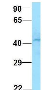 GNA11 Antibody (aa193-242)