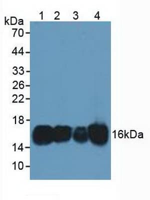 CLP / COTL1 Antibody (aa1-142, PE)