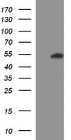 RUNDC3A Antibody (clone OTI3C6)