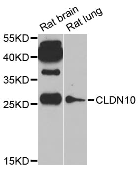 CLDN10 / Claudin 10 Antibody