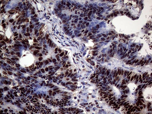 SSU72 Antibody (clone OTI2E2)