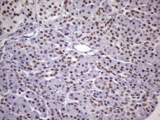 NUDT21 Antibody (aa2-227, clone OTI1B1)