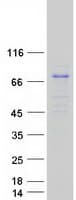 Human MAPK4 / ERK4 Protein (Recombinant Myc-DDK (Flag))