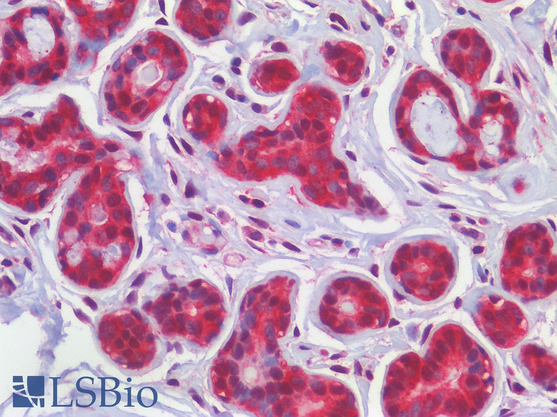 IHC-plus™ SMO / Smoothened Antibody (aa68-117)