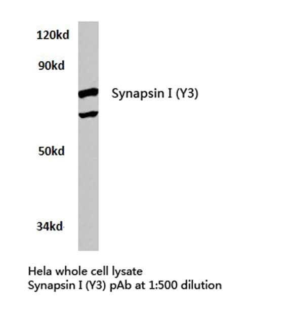 SYN1 / Synapsin 1 Antibody (Tyr3)
