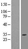 EBLN2 / FLJ10213 Protein (Over-Expression Lysate Myc-DDK (Flag))
